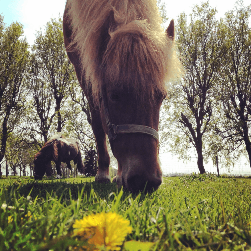 Ook het lekkere ras in het zomerseizoen heeft invloed op de pasvorm van je zadel. 